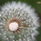 Pusteblume