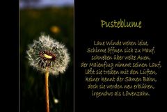 Pusteblume