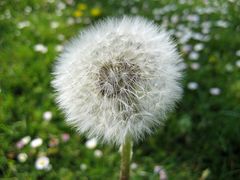 Pusteblume