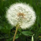 Pusteblume