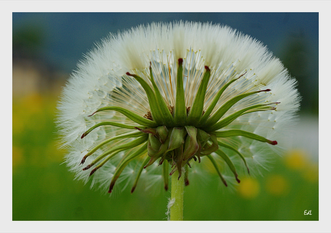 Pusteblume...