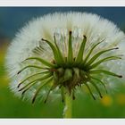 Pusteblume...