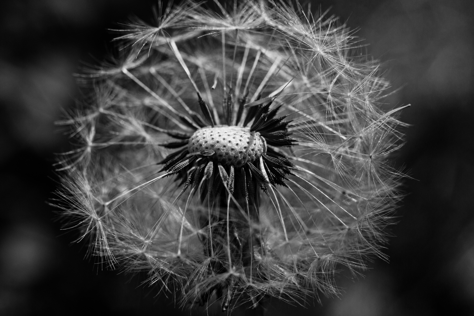 Pusteblume