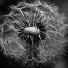 Pusteblume