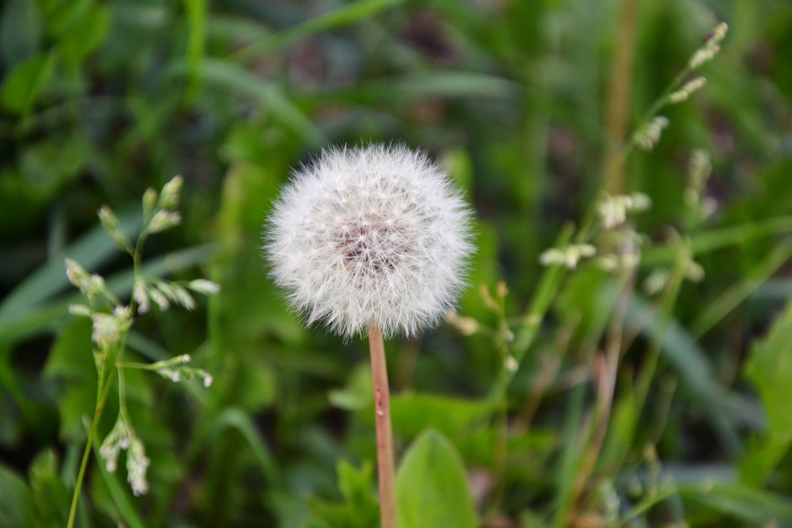 Pusteblume