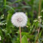 Pusteblume