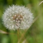 Pusteblume