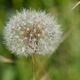 Pusteblume