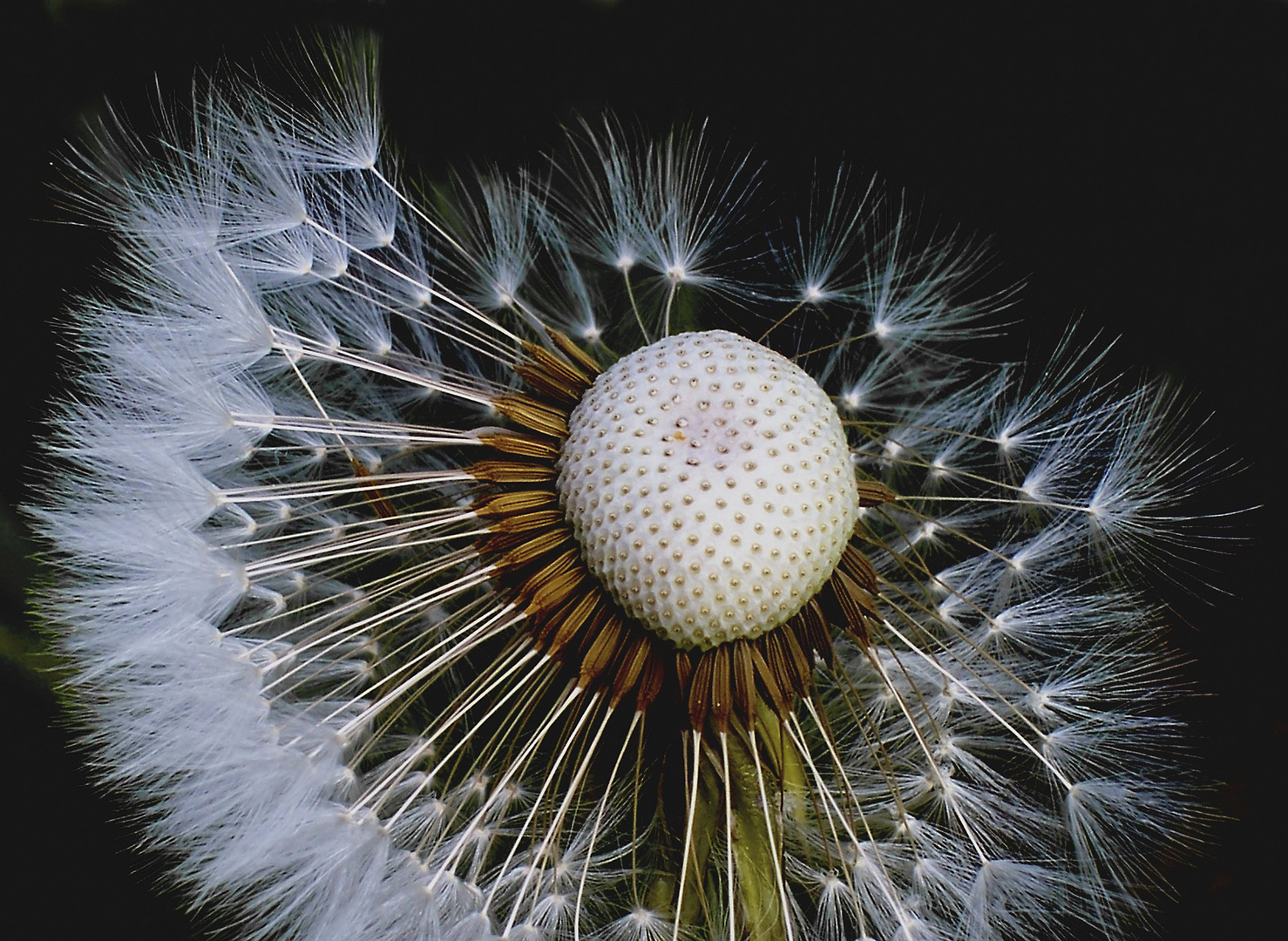 Pusteblume