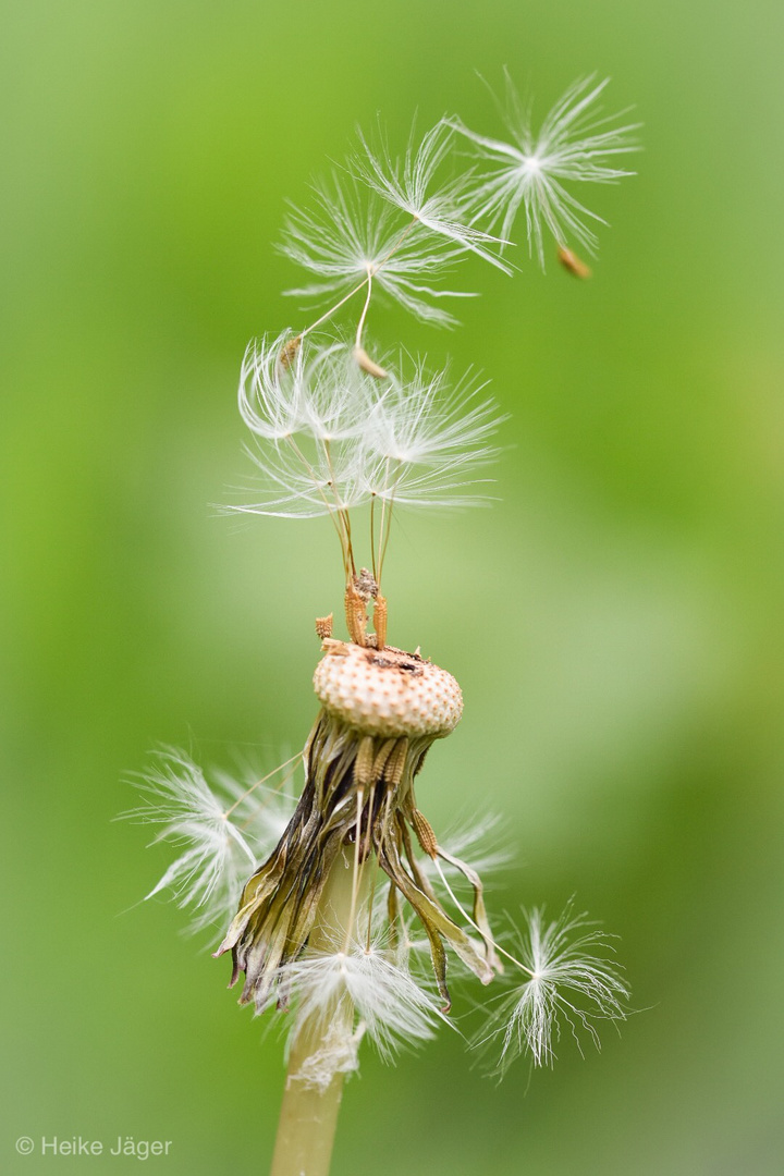 Pusteblume 