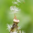 Pusteblume 