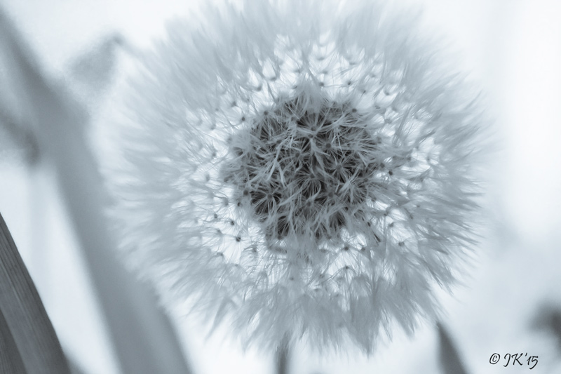 Pusteblume