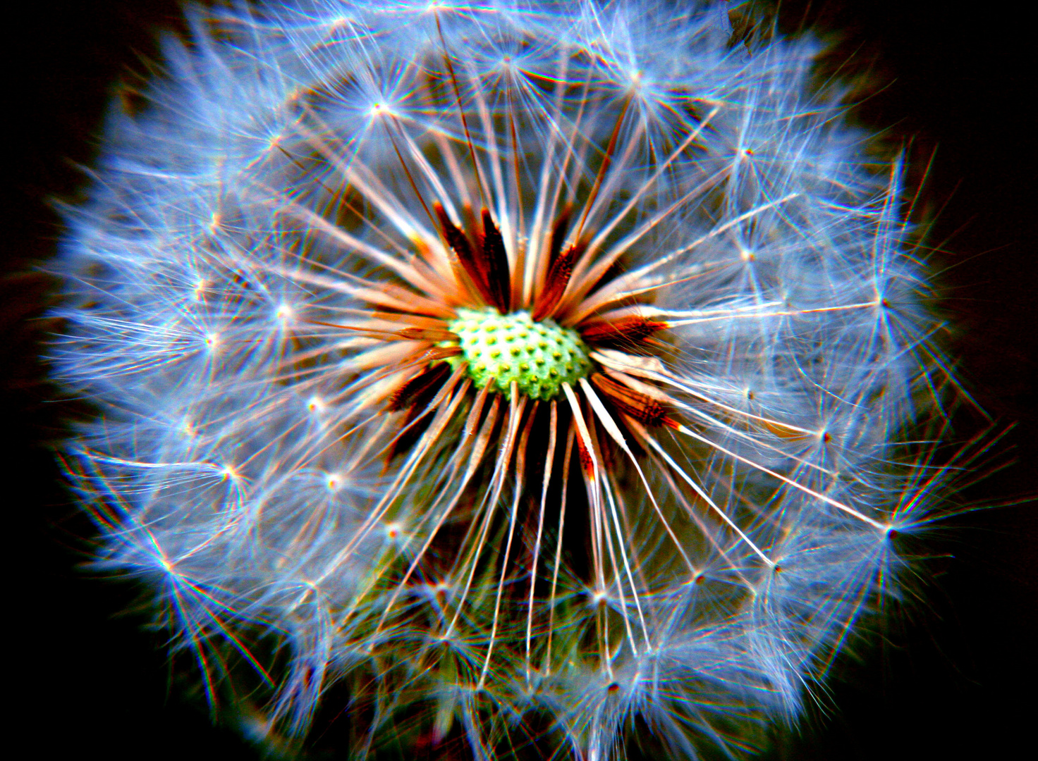 Pusteblume