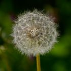 Pusteblume