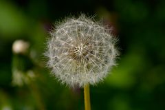 Pusteblume