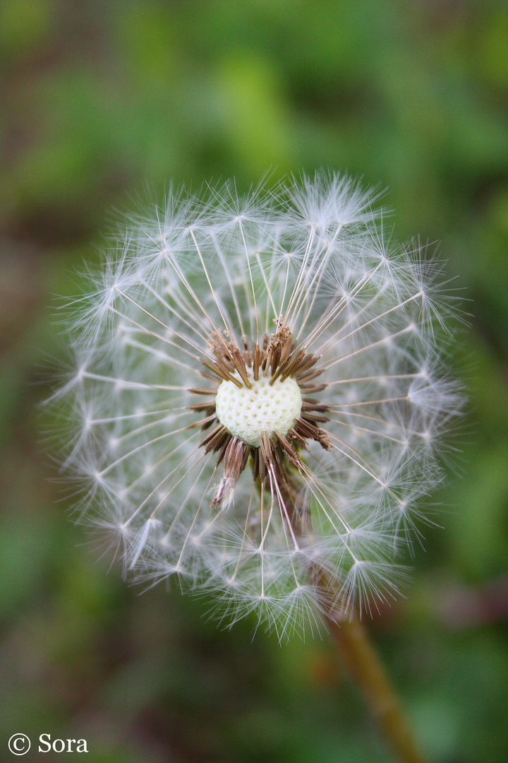 Pusteblume