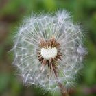 Pusteblume