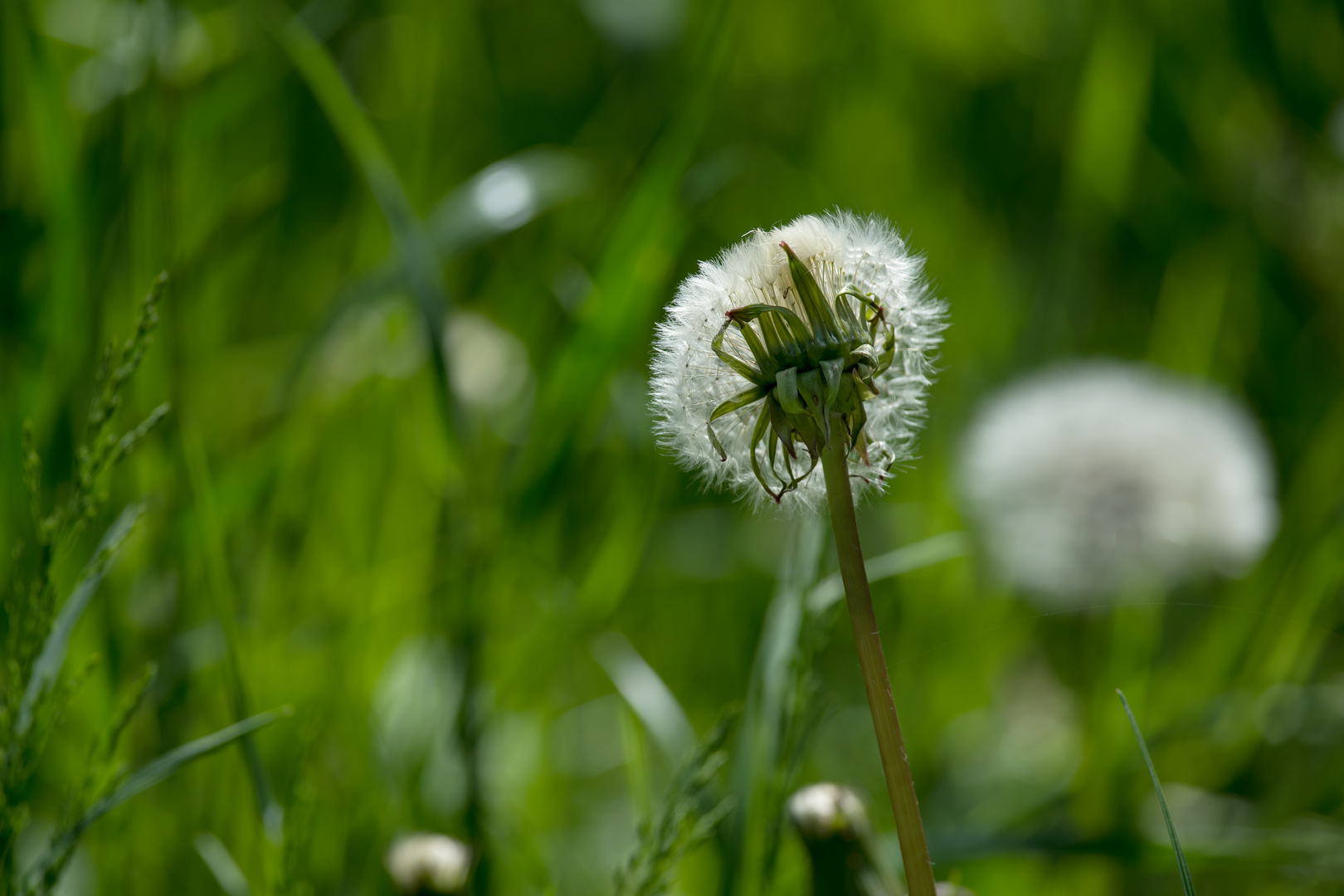 Pusteblume