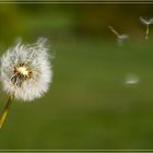 Pusteblume