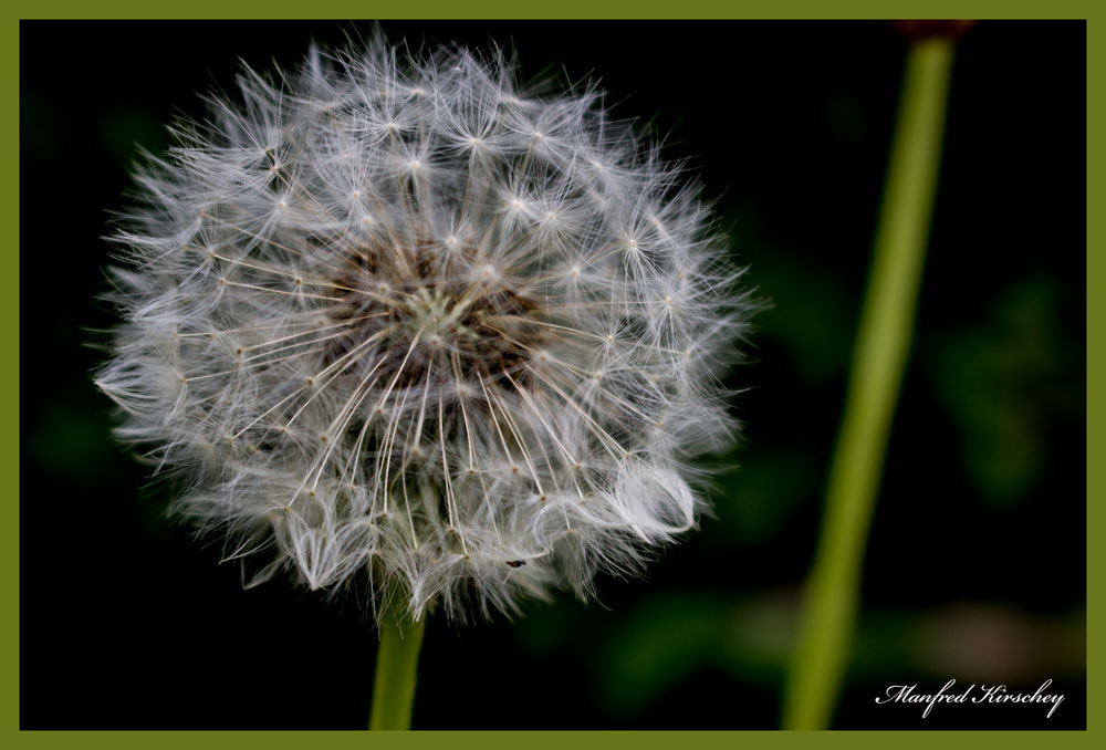 Pusteblume