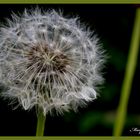 Pusteblume