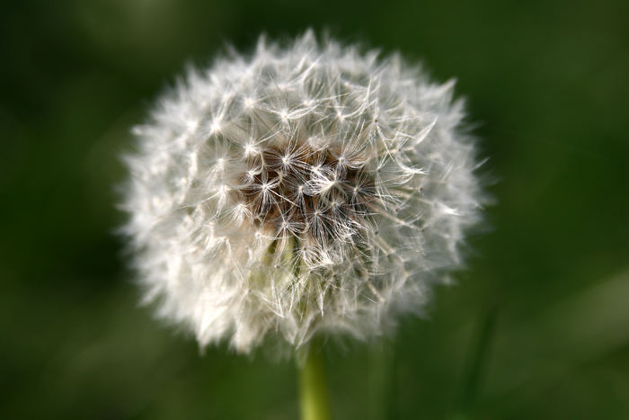 Pusteblume