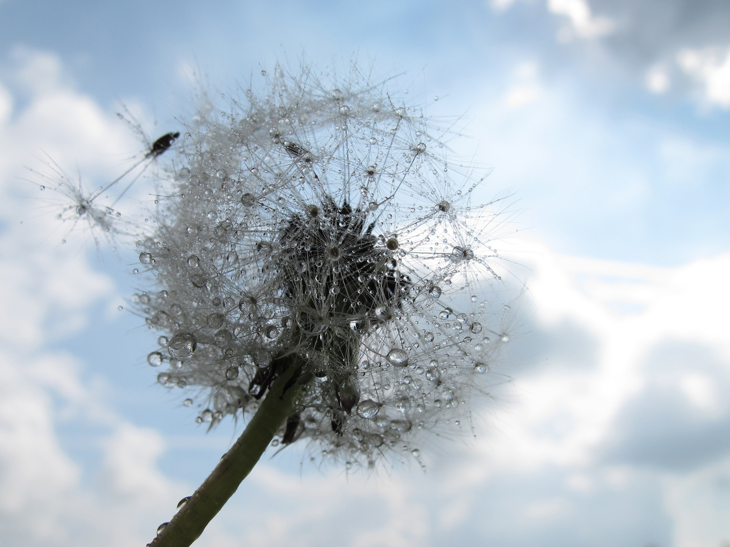 Pusteblume