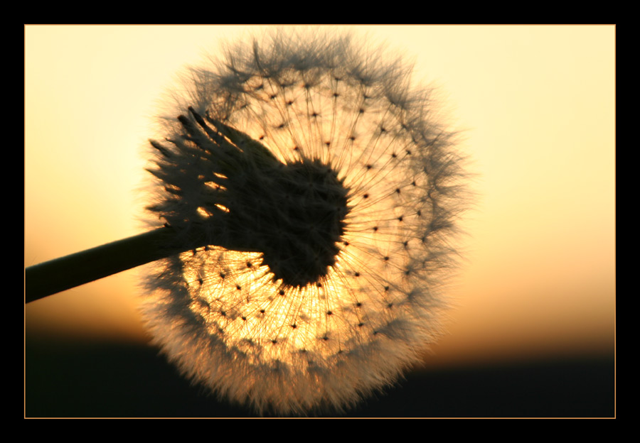 Pusteblume