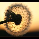 Pusteblume