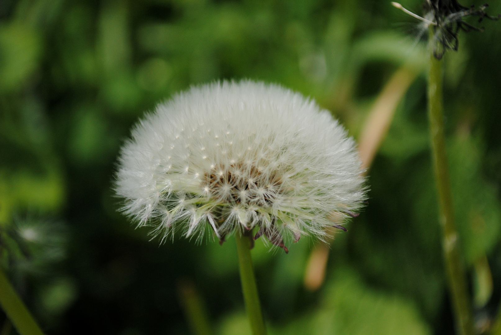 Pusteblume