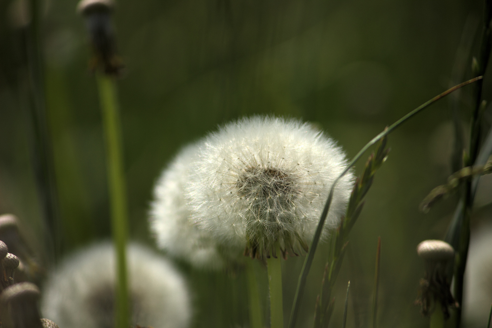 Pusteblume