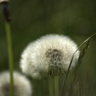 Pusteblume