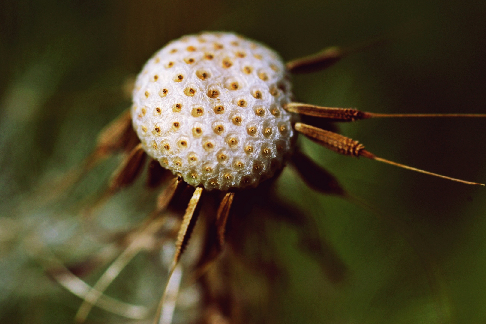 Pusteblume