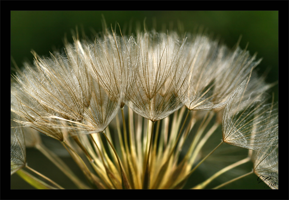 Pusteblume?