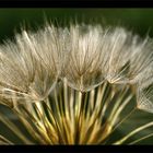 Pusteblume?