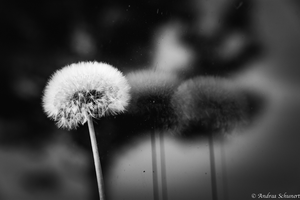 Pusteblume