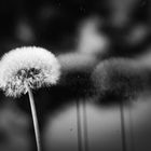 Pusteblume