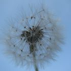 Pusteblume