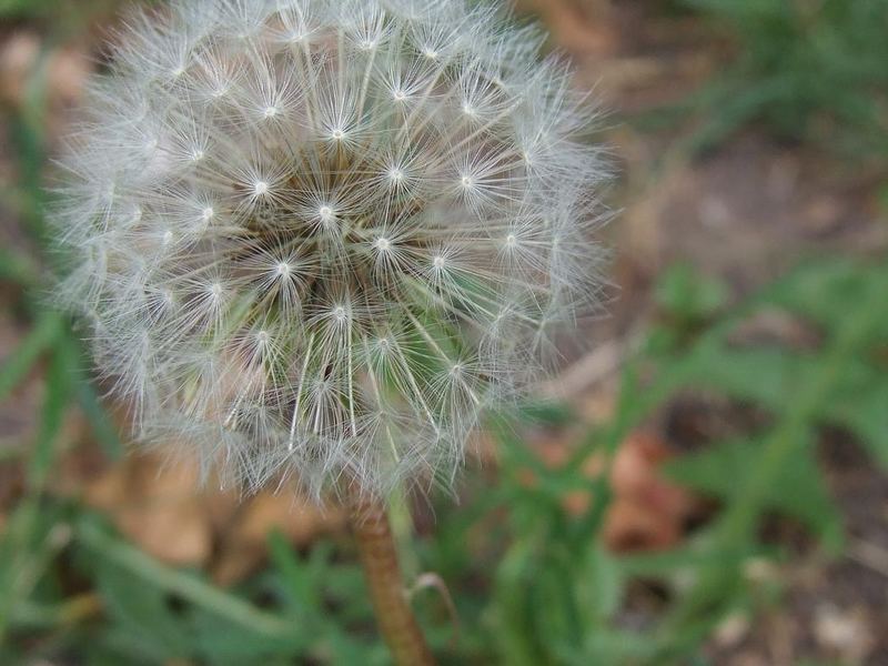 Pusteblume