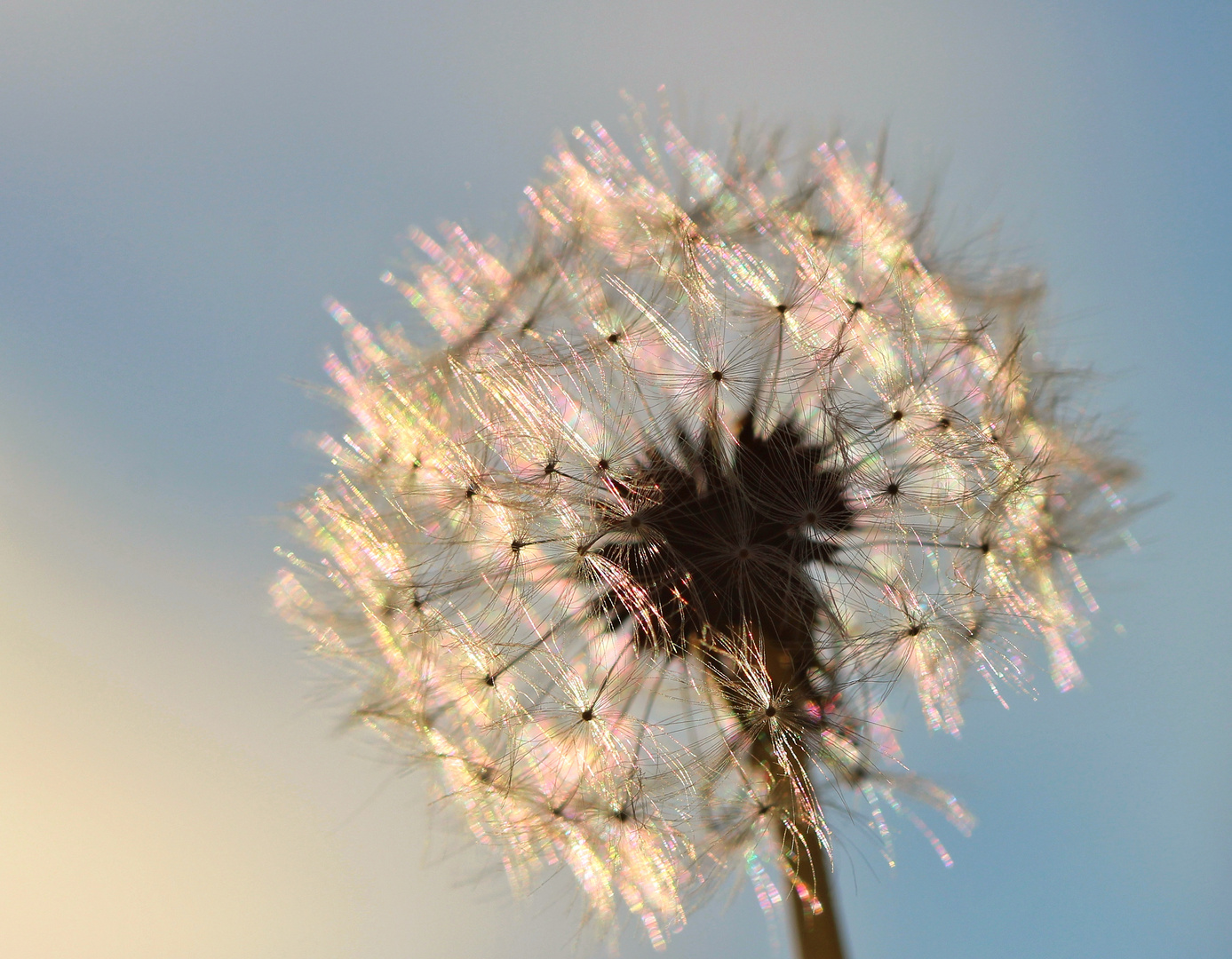 Pusteblume