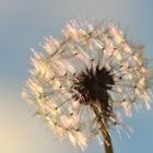 Pusteblume