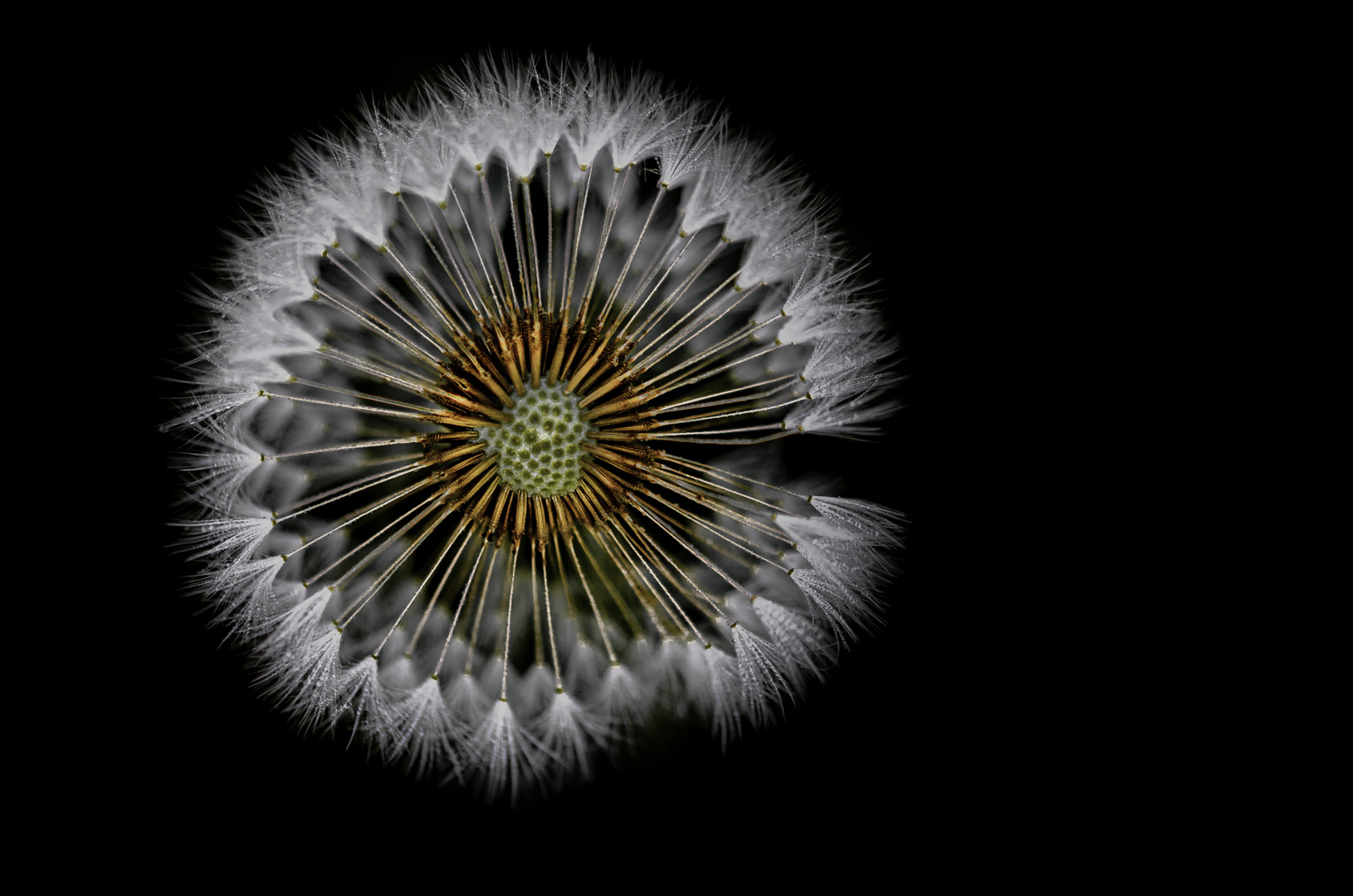 Pusteblume