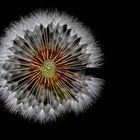 Pusteblume