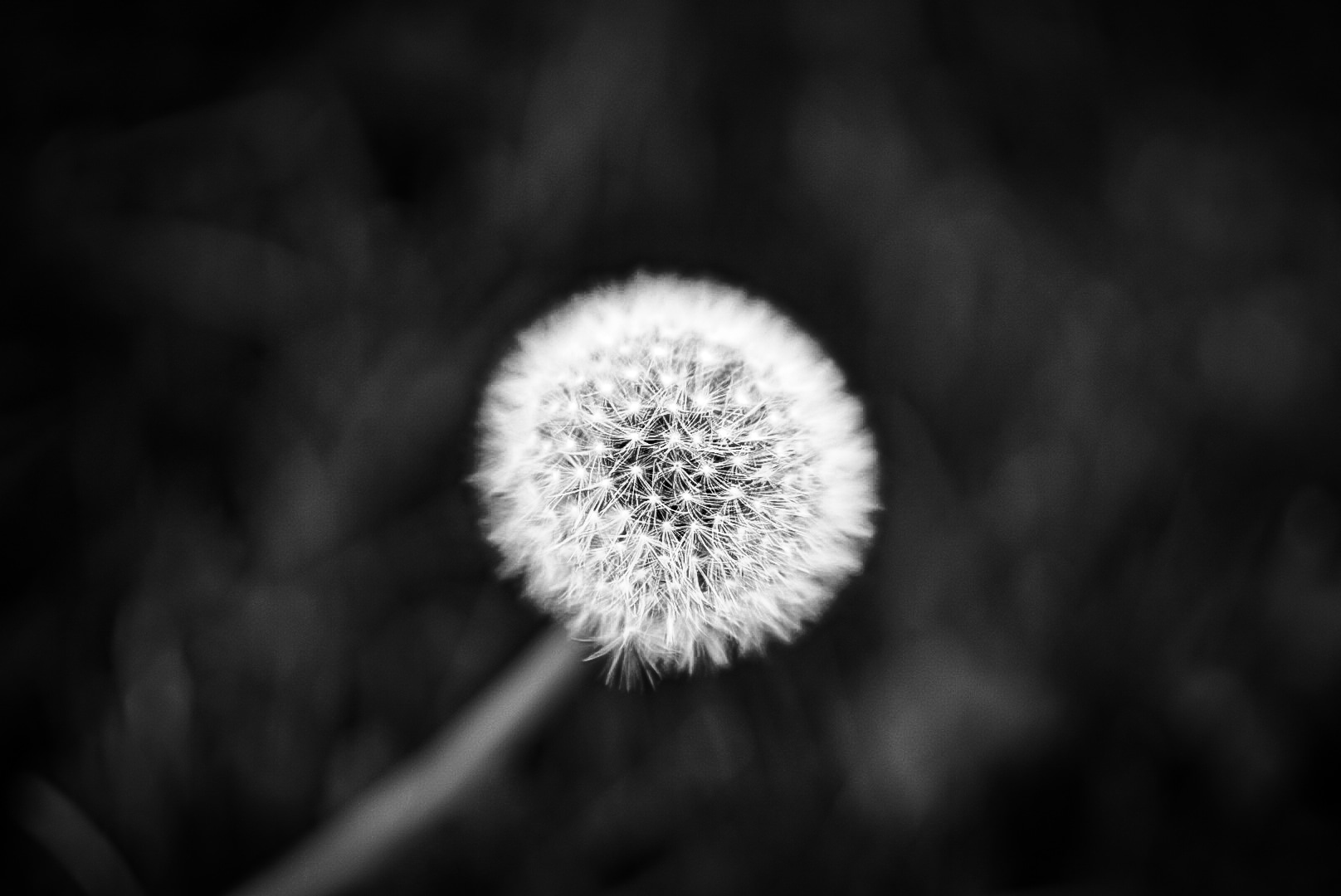 Pusteblume 