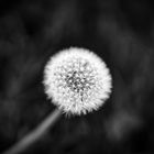 Pusteblume 