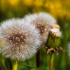 Pusteblume