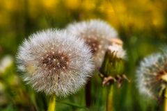 Pusteblume