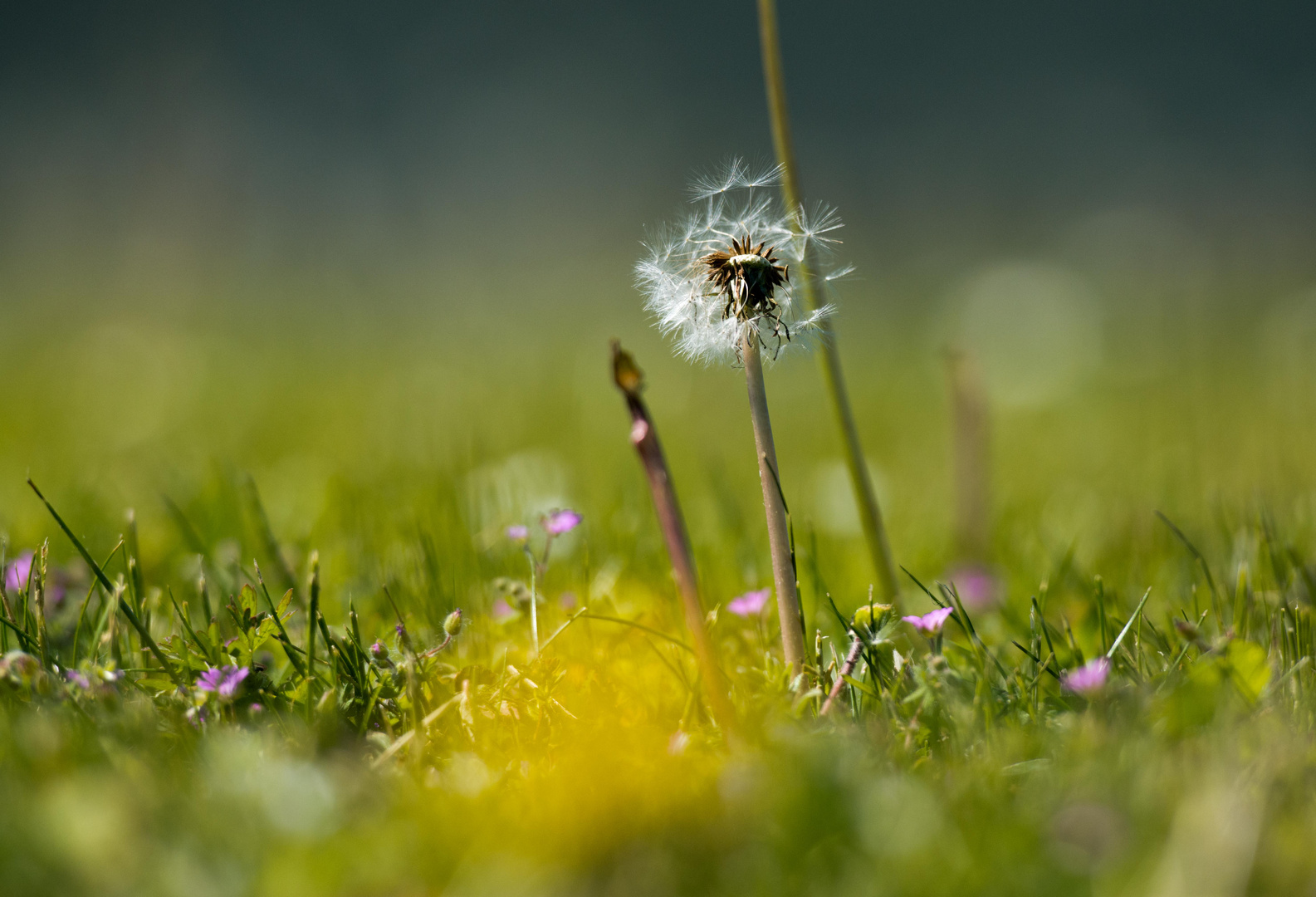 Pusteblume