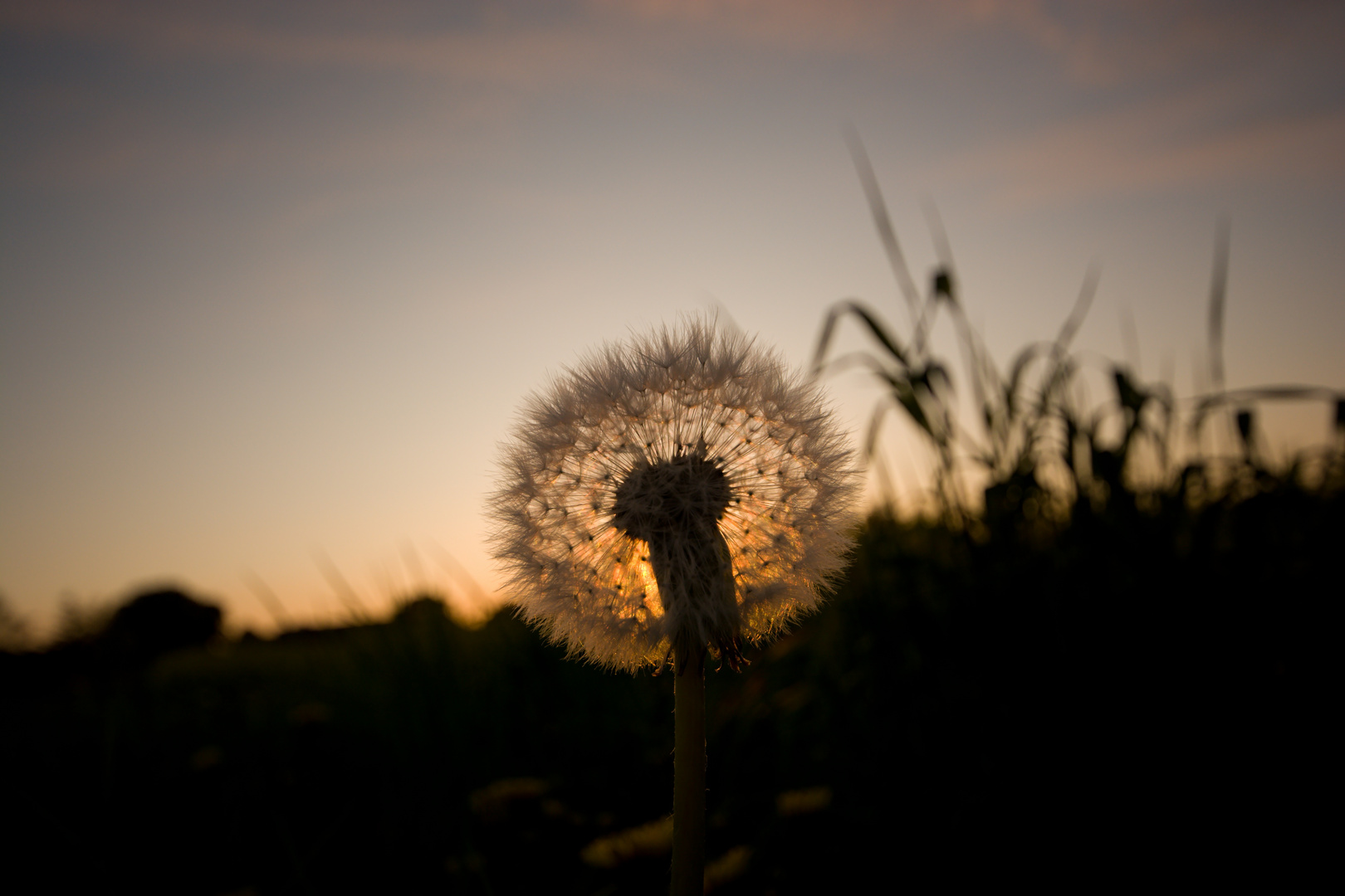 Pusteblume