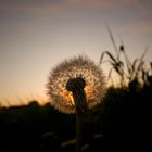 Pusteblume